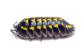 Armadillidum gestroi
